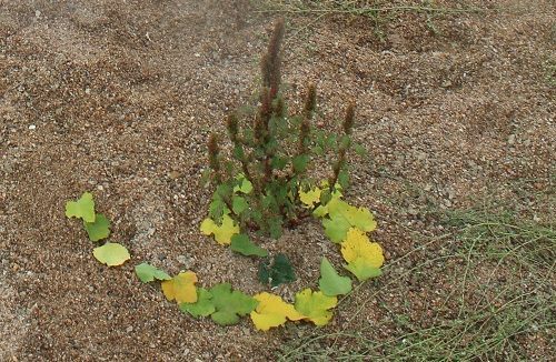 LAND ART – réalisation d’une œuvre éphémère in situ